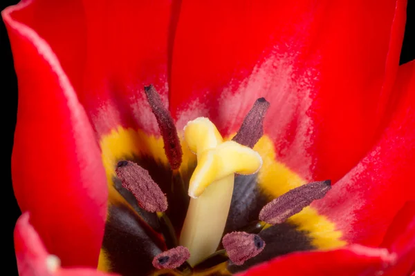 Primer Plano Flor Tulipán Rojo Contra Negro — Foto de Stock