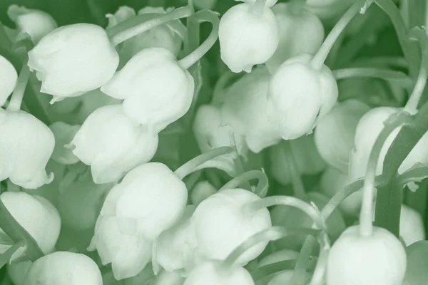 Κρίνος Της Κοιλάδας Λουλούδια Κοντινό Πλάνο — Φωτογραφία Αρχείου