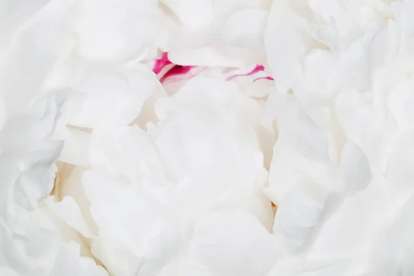 Güzel Beyaz Şakayık Çiçeğine Yakın — Stok fotoğraf