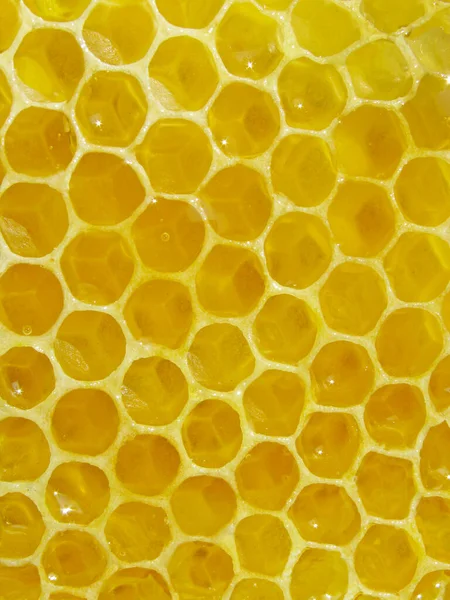 Close Honey Combs Texture — Stock Photo, Image