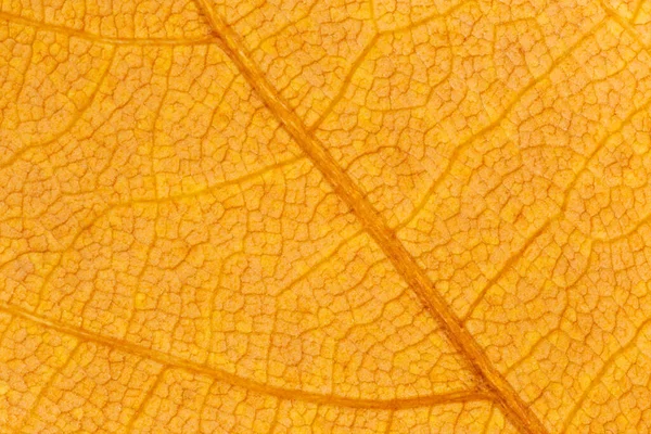 Fondo Natural Abstracto Primer Plano Textura Hoja Arce Naranja Seco — Foto de Stock