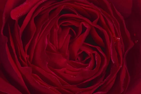 Close Του Σκούρο Κόκκινο Τριαντάφυλλο Λουλούδι Που Καλύπτεται Σταγόνες Δροσιά — Φωτογραφία Αρχείου