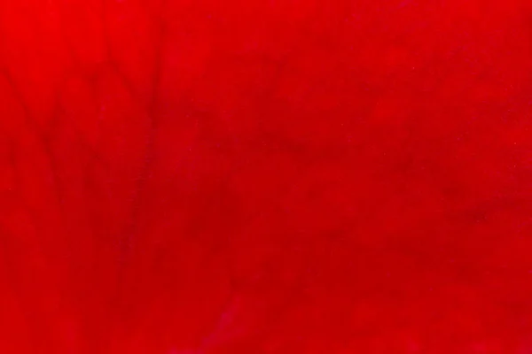 Abstrato Fundo Natural Close Textura Pétala Rosa Vermelha — Fotografia de Stock