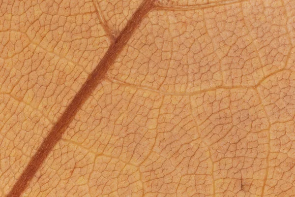 Resumo Fundo Natural Close Dry Maple Tree Leaf Texture — Fotografia de Stock
