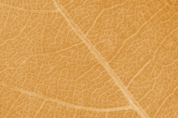 抽象的自然背景 橙色枫树叶质感的特写 — 图库照片