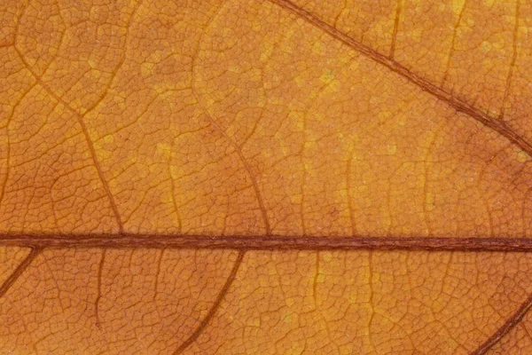 Abstract Autumnal Background Close Dry Maple Tree Leaf Texture — Stock Photo, Image