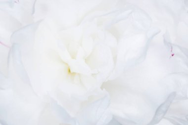 Beyaz şakayık çiçeğinin taç yapraklarını kapat