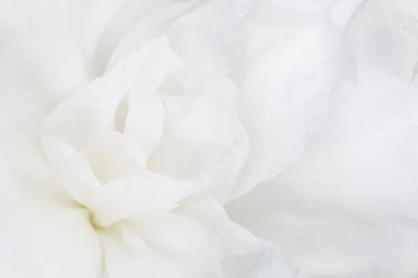 Primer Plano Pétalos Flor Peonía Blanca —  Fotos de Stock
