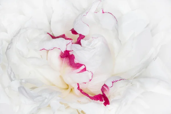 Κοντινό Πλάνο Του Λευκού Παιώνιου Λουλουδιού Μωβ Άκρη — Φωτογραφία Αρχείου