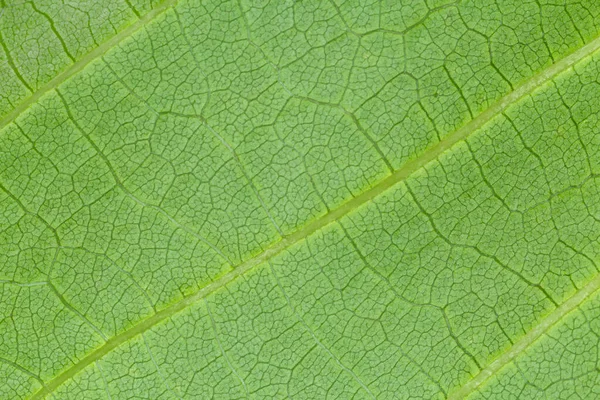 Abstract Natural Background Close Green Leaf Texture — Stock Photo, Image