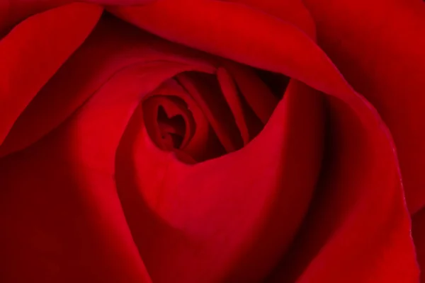 Nahaufnahme Einer Dunkelroten Rose — Stockfoto