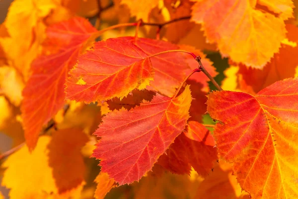 Zbliżenie Żółte Czerwonymi Liśćmi Jesienią — Zdjęcie stockowe
