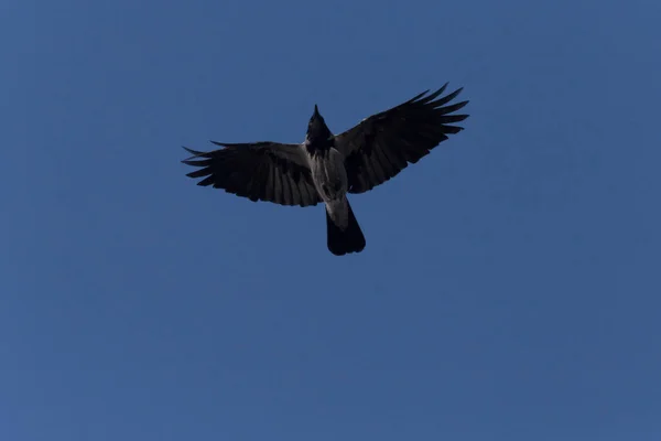 Vue Sur Corbeau Volant Dans Ciel Bleu Clair — Photo