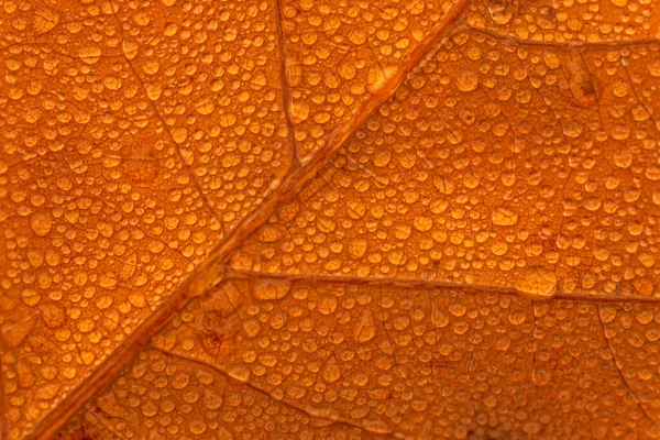 Close Dry Leaf Covered Rain Drops — Stock Photo, Image