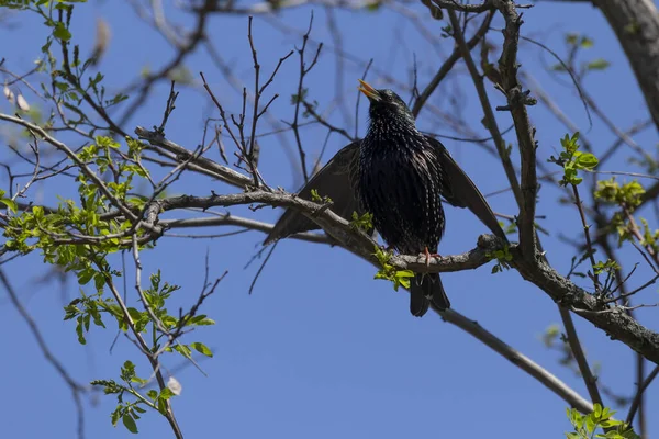 Vista Sobre Estorninho Cantando Ramo Árvore Primavera — Fotografia de Stock