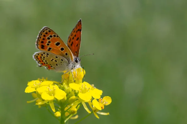 Küçük Lycaenidae Kelebeği Çayırdaki Sarı Çiçekte Oturuyor — Stok fotoğraf