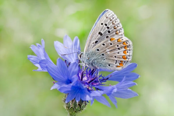 Primer Plano Mariposa Azul Lycaenidae Sentada Sobre Aciano — Foto de Stock