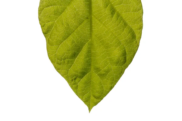 Zblízka Zelené Listy Izolované Bílém Pozadí — Stock fotografie