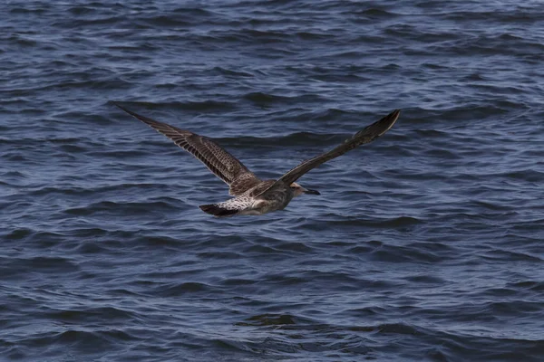 海鸥在海浪上空飞行时的特写 — 图库照片