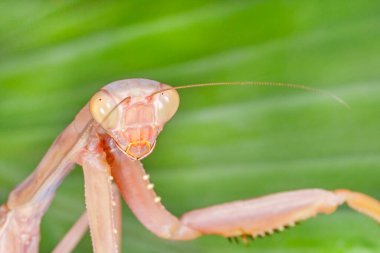 Yeşil yaprağa karşı peygamberdevesi yaklaş
