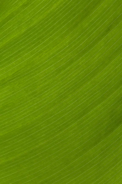 Abstract Natural Background Close Green Palm Tree Leaf Texture — Stock Photo, Image