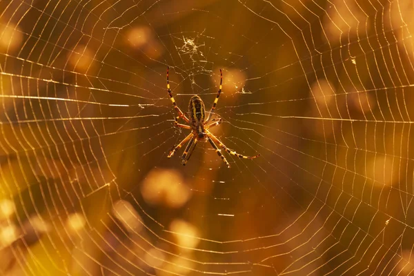 在橙色背景下坐在蜘蛛网上的蜘蛛的特写 — 图库照片