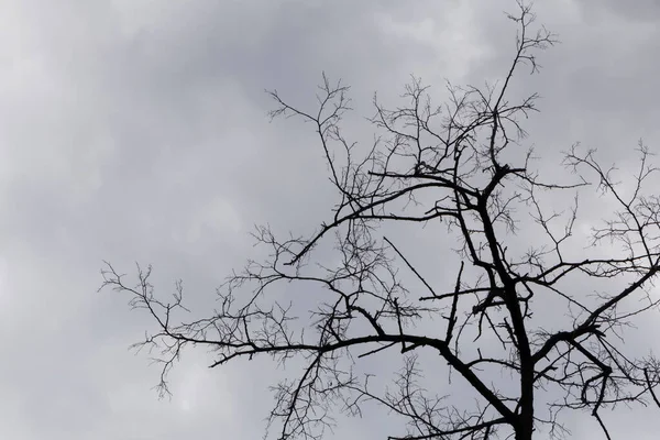 Мрачный Природный Ландшафт Ветви Сухого Дерева Против Темных Дождевых Облаков — стоковое фото