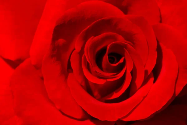 Gros Plan Fleur Rose Rouge — Photo