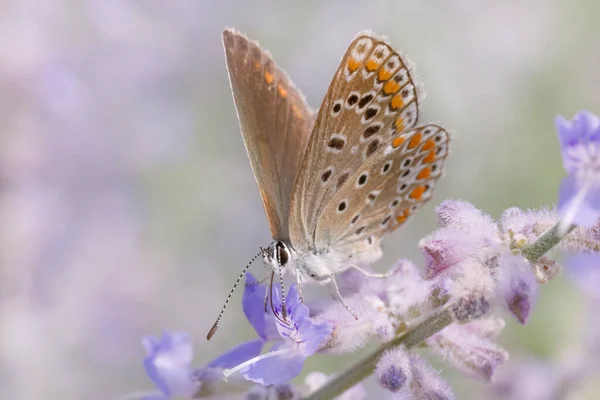 Nahaufnahme Von Lycaenidae Schmetterling Sitzt Auf Violetten Blüten Von Perovskia — Stockfoto