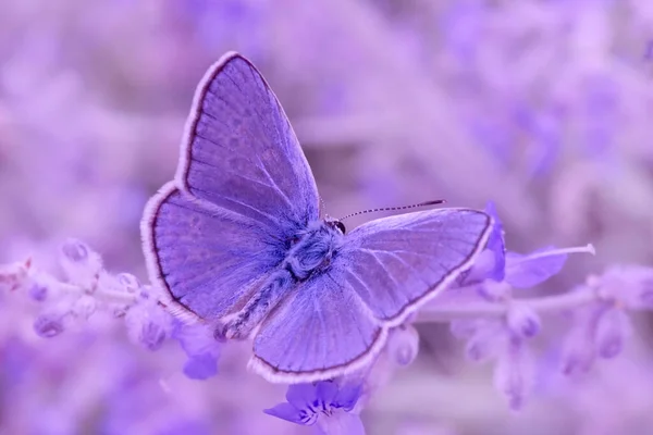 Nahaufnahme Der Blauen Lycaenidae Schmetterling Sitzt Auf Violetten Perovskia Abrotanoides — Stockfoto