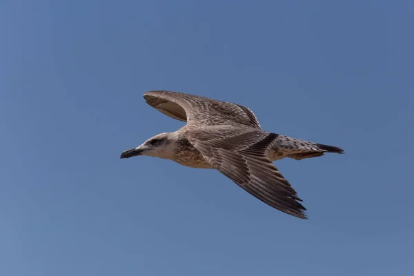 Zblízka Mořského Ptáka Letícího Jasně Modré Obloze — Stock fotografie