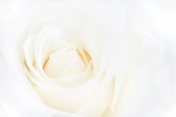Gros Plan Fleur Rose Blanche — Photo