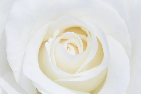 Güzel Beyaz Gül Çiçeğine Yaklaş — Stok fotoğraf