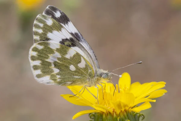 闭合的东部巴斯白色蝴蝶 坐在黄色的花朵上 — 图库照片