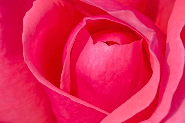 Nahaufnahme Von Rosa Rose Blume — Stockfoto