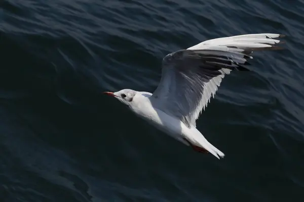 Koyu Mavi Deniz Dalgasında Uçan Martılara Yaklaş — Stok fotoğraf