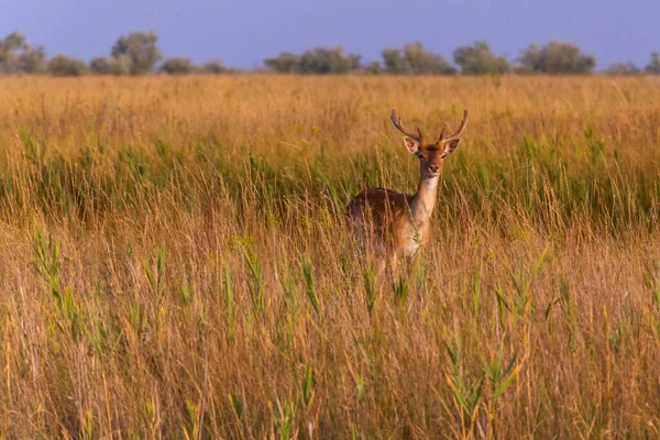 Wild Spotted Deer Standing Dry Grass Summer — Stock Photo, Image