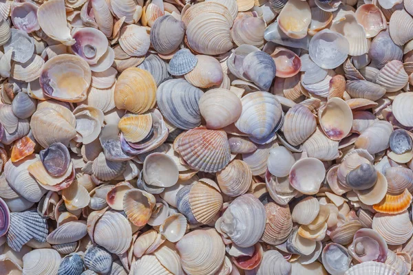 Σωρός Από Πολύχρωμα Κοχύλια Στις Ακτές Της Θάλασσας — Φωτογραφία Αρχείου
