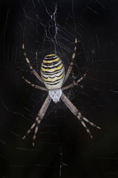 Nahaufnahme Einer Wespenspinne Die Auf Spinnweben Vor Schwarzem Hintergrund Sitzt — Stockfoto