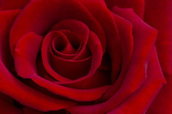 Zbliżenie Piękny Kwiat Czerwonej Róży — Zdjęcie stockowe