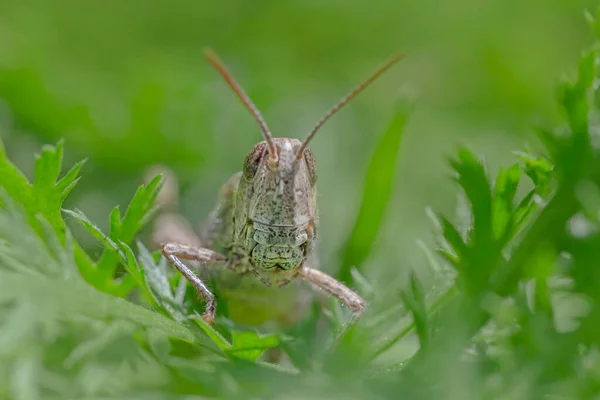 Close Grasshopper Sitting Green Grass — Stock Photo, Image
