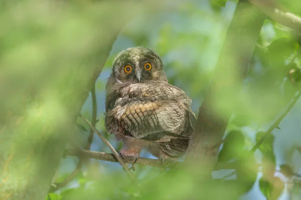 View Long Ear Owl Sitting Branch Tree Summer Day — стоковое фото