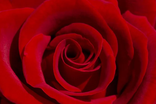 Closeup Του Όμορφα Κόκκινα Ροδαλό Λουλούδι — Φωτογραφία Αρχείου