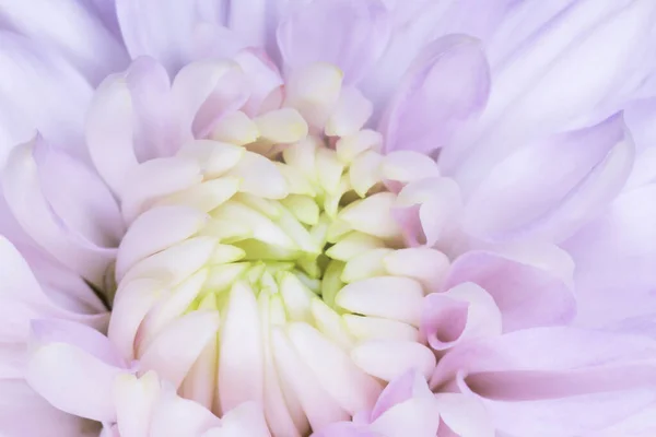 Крупним Планом Пелюстки Фіолетової Квітки Хризантеми Ліцензійні Стокові Фото
