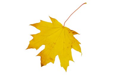 Beyaz arkaplanda kuru sarı akçaağaç yaprağı izole