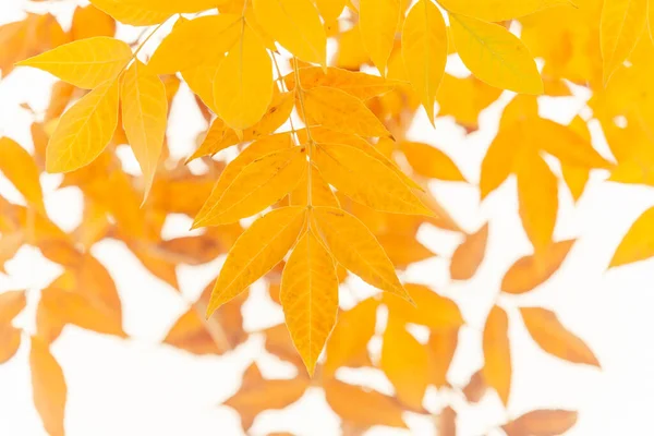 Zblízka Žlutých Listů Jasanu Podzim — Stock fotografie