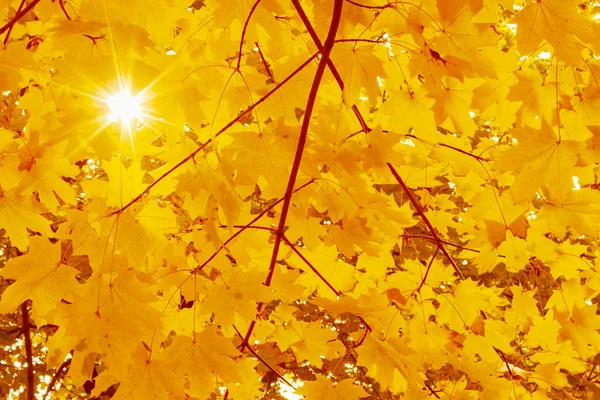 Luz Sol Entre Folhas Amarelas Árvore Bordo Outono — Fotografia de Stock