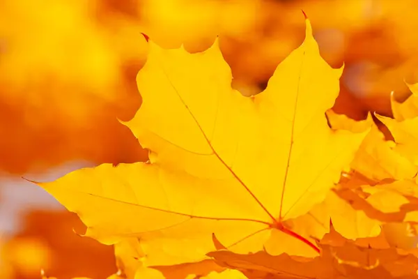 Nahaufnahme Des Hellgelben Ahornbaumblattes Herbst — Stockfoto