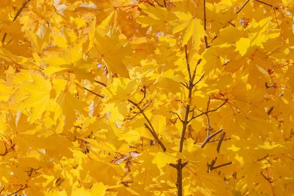 Podzimní Pozadí Žluté Listoví Javoru Podzim — Stock fotografie