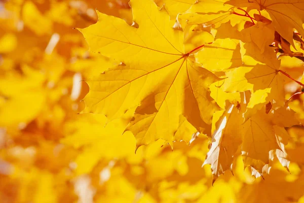 Крупним Планом Жовте Листя Кленового Дерева Восени Стокове Фото
